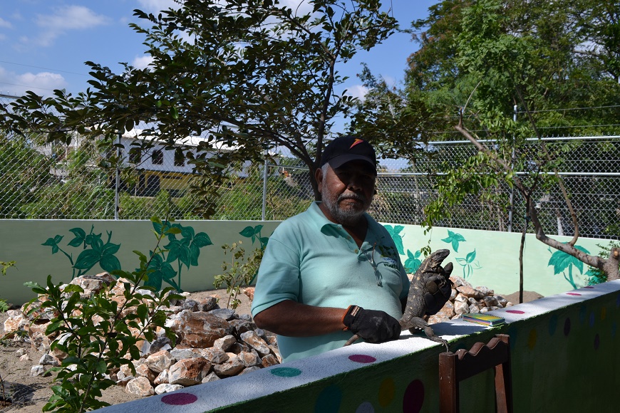 Crean en Juchitán unidad de reproducción de iguana en cautiverio