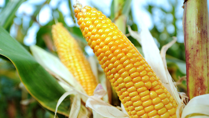 Monsanto, Maseca y Minsa acaparan financiamiento de Sagarpa, denuncian