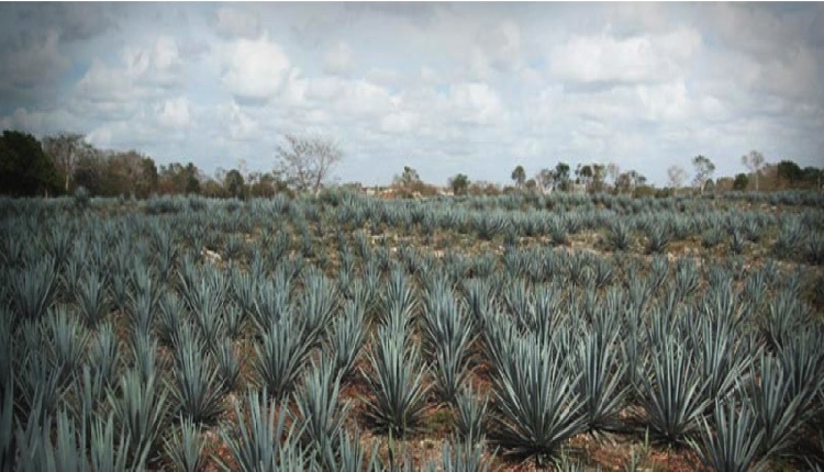 Aplican ciencia para producir mezcal de alta calidad en Guerrero