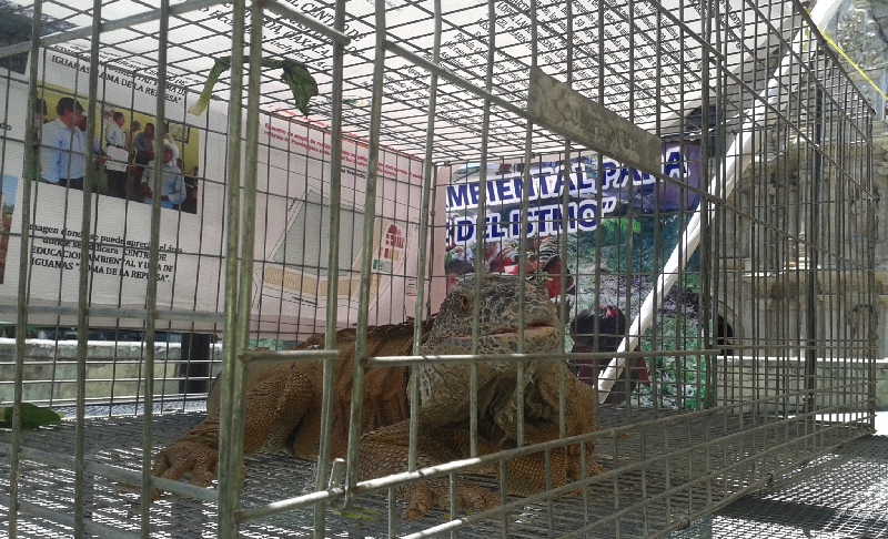 La iguana verde más grande de Juchitán tiene 8 años de vida