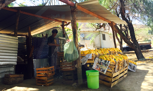 Va en picada producción de mango en Cuicatlán; campesinos se quejan por falta de apoyos