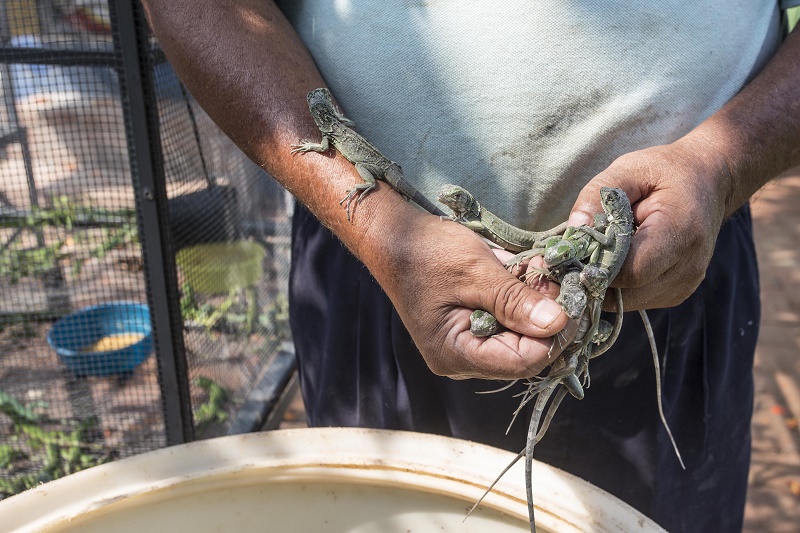 Eclosionan iguanas en cautiverio en el Foro Ecológico de Juchitán