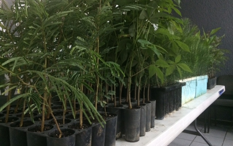 Con 146 proyectos para 5 regiones del estado iniciará Conafor acciones de reforestación
