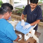 esterilización xoxo
