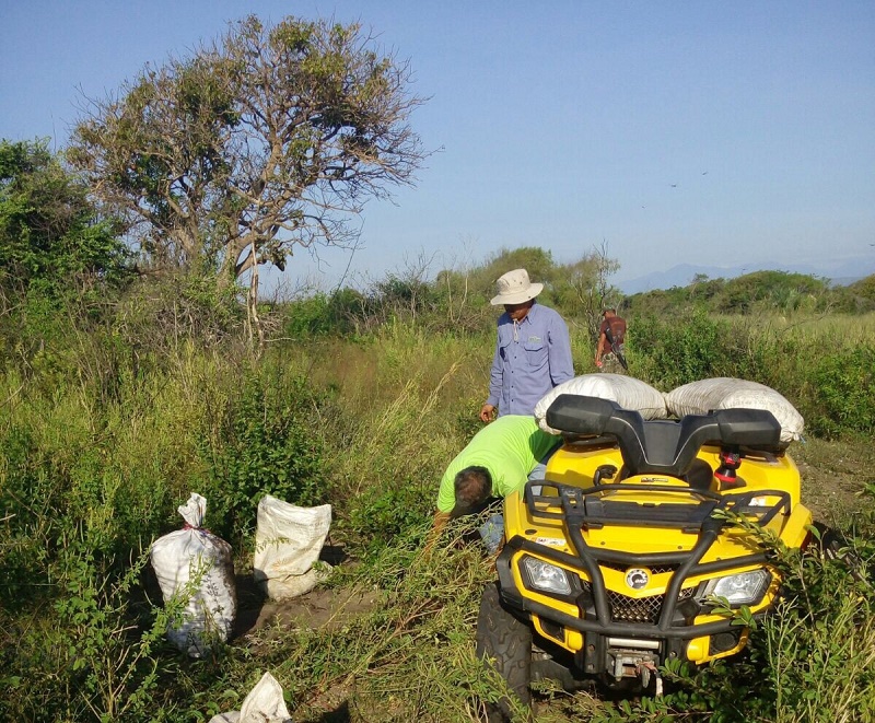 Recupera Profepa 15,000 huevos de tortuga golfina en Playa Morro Ayuta, Oaxaca