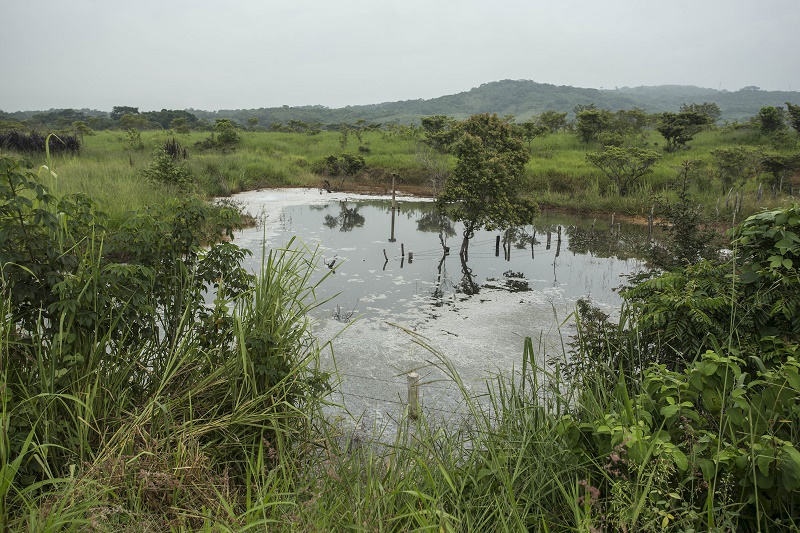 Derrames por tomas clandestinas en ductos de Pemex afectan arroyos, ranchos y genera muerte en peces y aves
