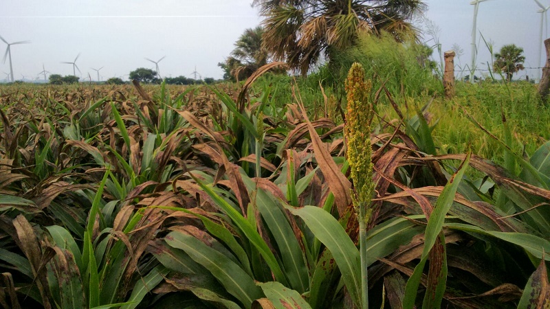 El pulgón amarillo, la plaga que intenta acabar con el sorgo en el Istmo de Tehunatepec