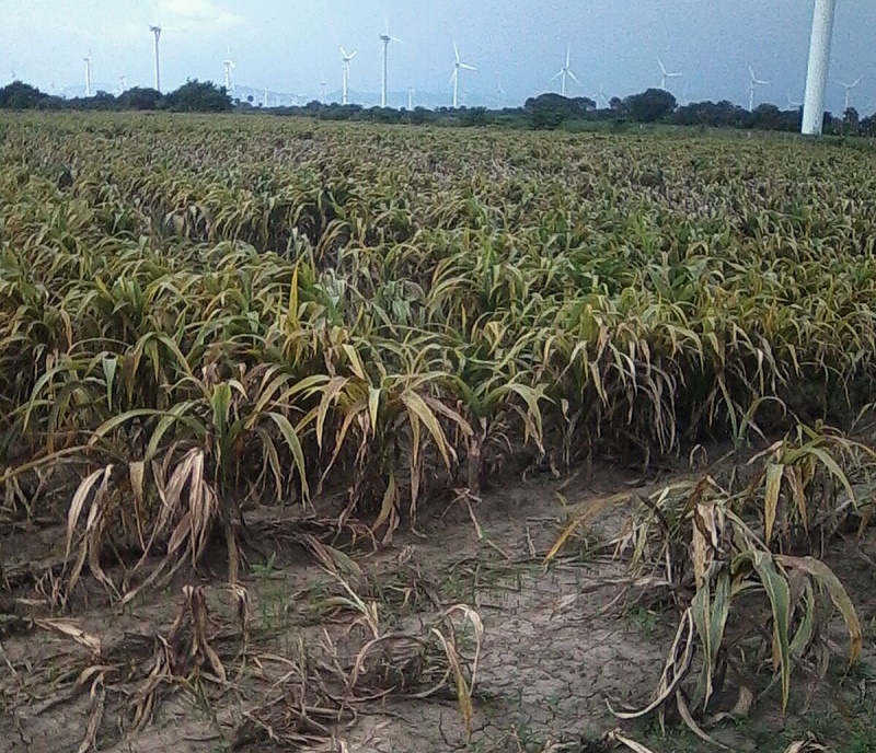Piden productores de sorgo de Unión Hidalgo declarar siniestro agrícola por presencia de pulgón amarillo