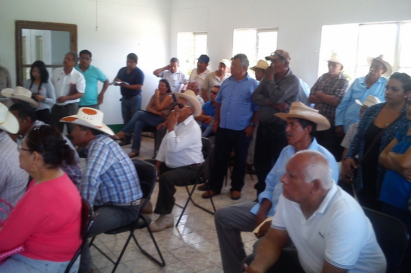 En descontrol Pulgón Amarillo en el Istmo denuncian sorgueros