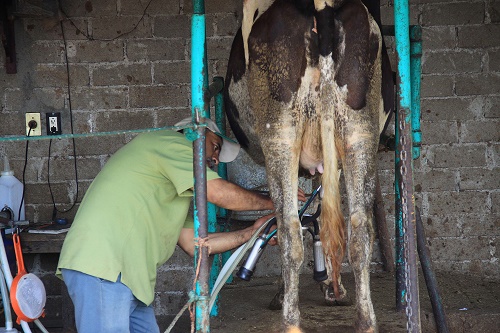 Gran competencia y deficiencia a la vez en productores de leche en Valles centrales de Oaxaca