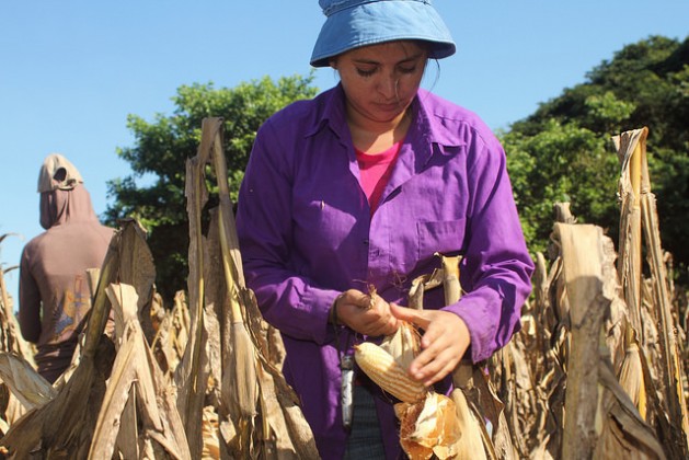 Semillas nativas derrotan adversidad climática en El Salvador