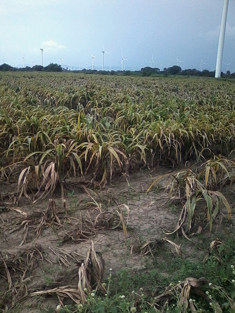 Productores de sorgo en el Istmo denuncian incumplimiento de pago de siniestro