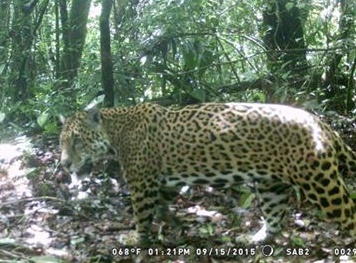 Muere la Cuenca: la cacería furtiva, tala clandestina y agricultura acaban con fauna nativa de la Chinantla
