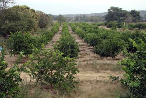 Alerta entre productores de la Cuenca por enfermedad en cultivo de cítricos, hay un foco rojo en Cotzocón