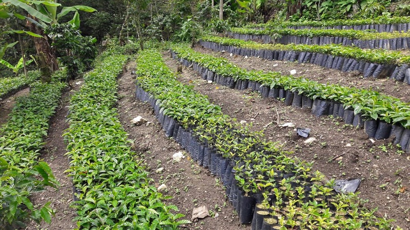 La Maestra Narcedalia Ramírez visitará los proyectos productivos de la región de la Sierra Norte