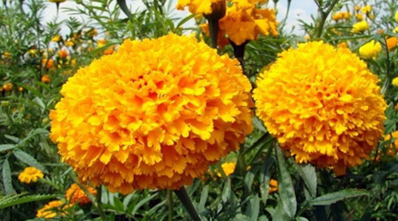 La leyenda de la flor de cempasúchil