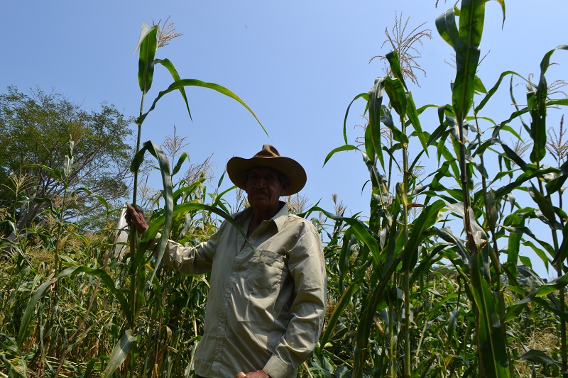 Campesinos zapotecas cultivan maíz zapalote chico para hacer frente a los transgénicos