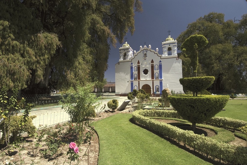 Honran oaxaqueños, esplendor y grandeza del Árbol del Tule