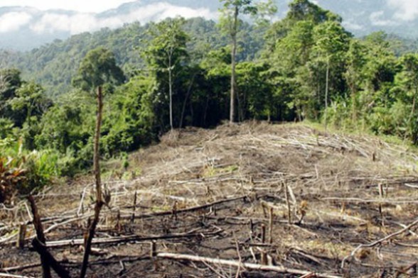 Fracasan programas forestales y se encienden focos rojos en municipios cuenqueños
