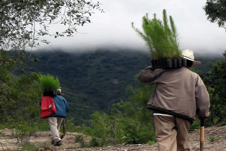 Por descuido oficial, no han existido políticas eficaces en conservación forestal