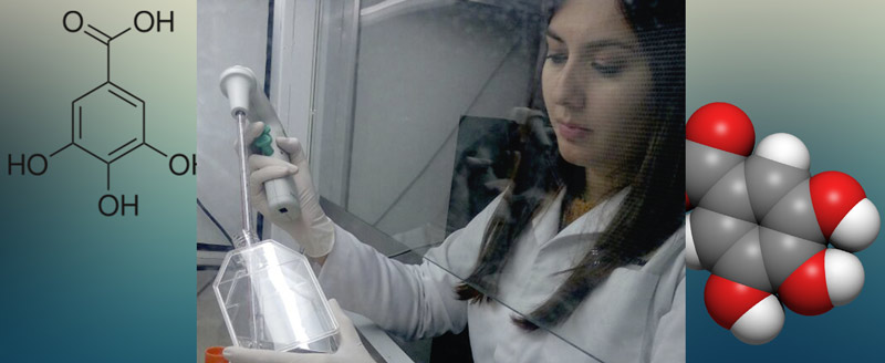 Las asombrosas propiedades biológicas del ácido gálico