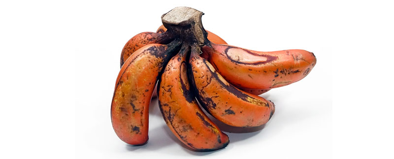 Producción sustentable de plátano macho en Colima