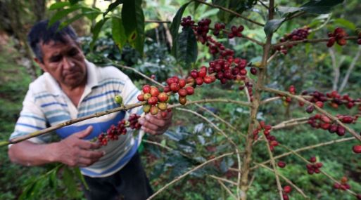 A su suerte, sin apoyo gubernamental; resurgen productores ante crisis por roya del café en Valle Nacional