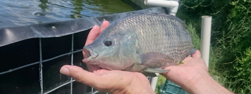Cultivo integral de tilapia y camarón blanco en Yucatán
