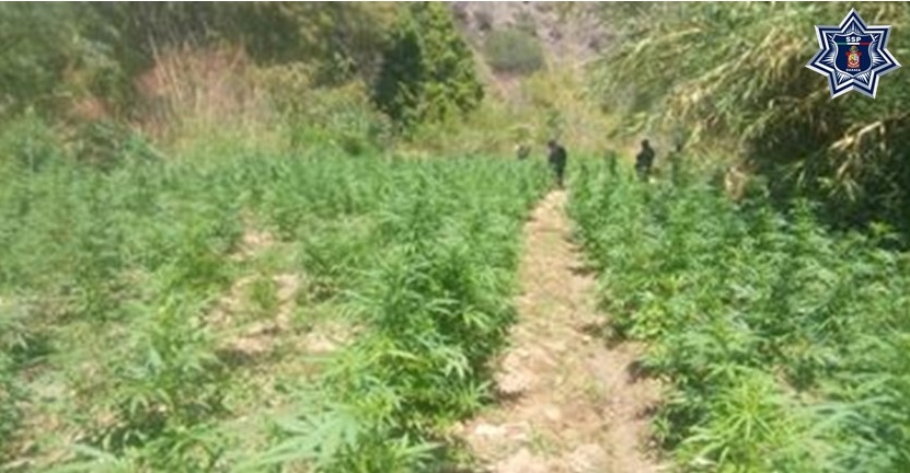 Destruye SSPO Plantío de marihuana en Valles Centrales