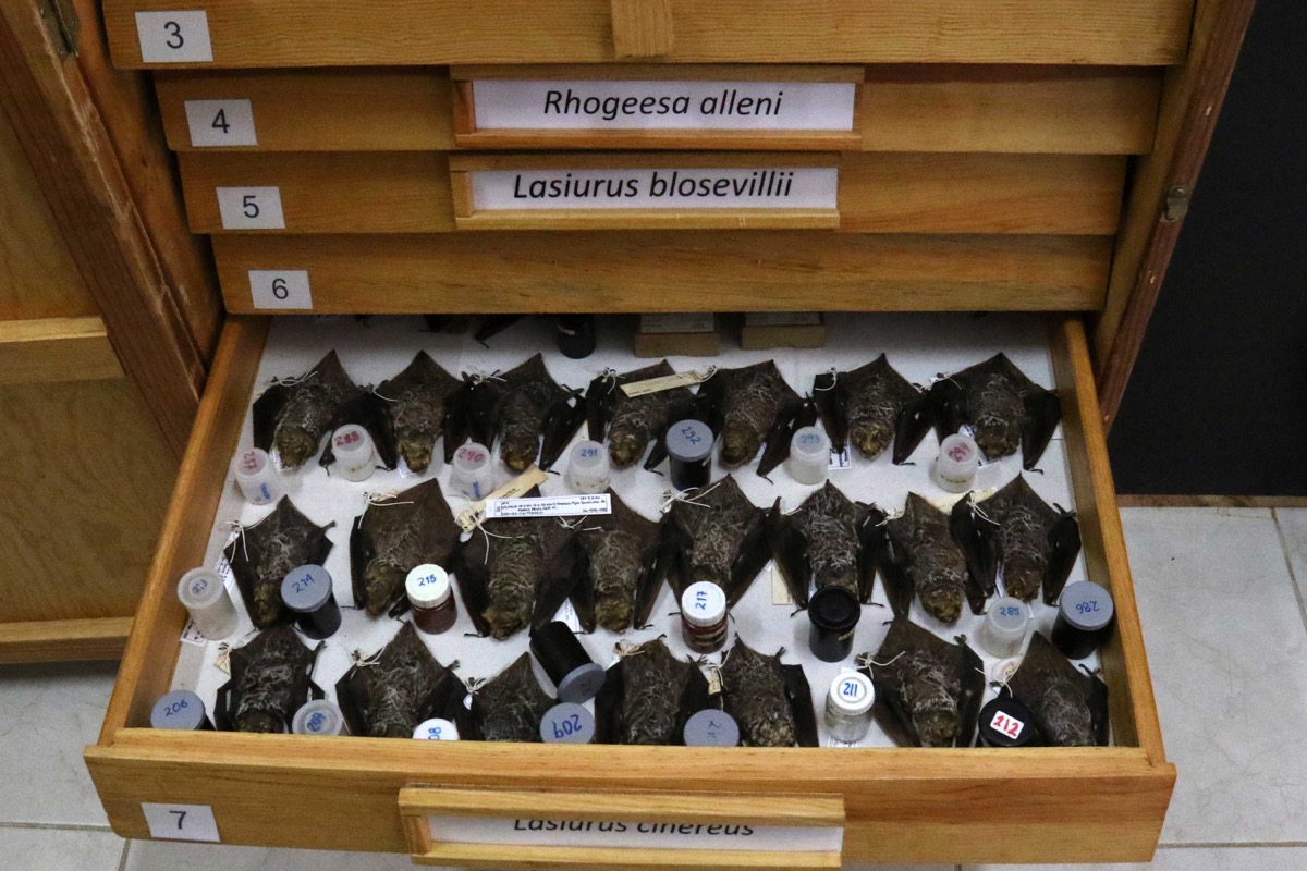 Colección mastozoológica del CIIDIR-Oaxaca, la más grande del país