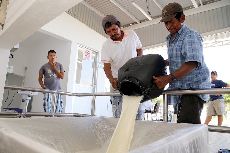 Liconsa garantiza calidad y transparencia en la compra de leche nacional