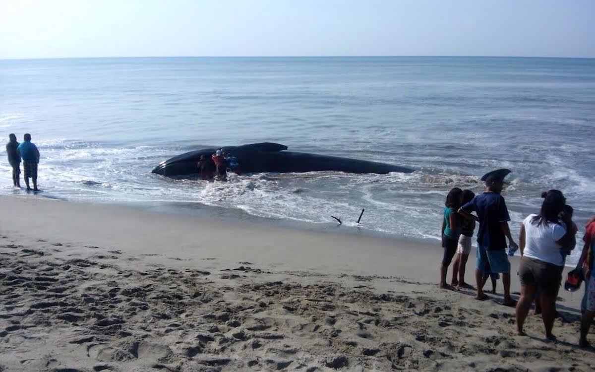Pescadores hallan ballena varada en playa de Salina Cruz; logran regresarla