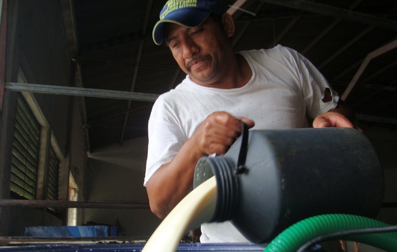 Producción lechera a la baja, reportan ganaderos en el norte de Oaxaca