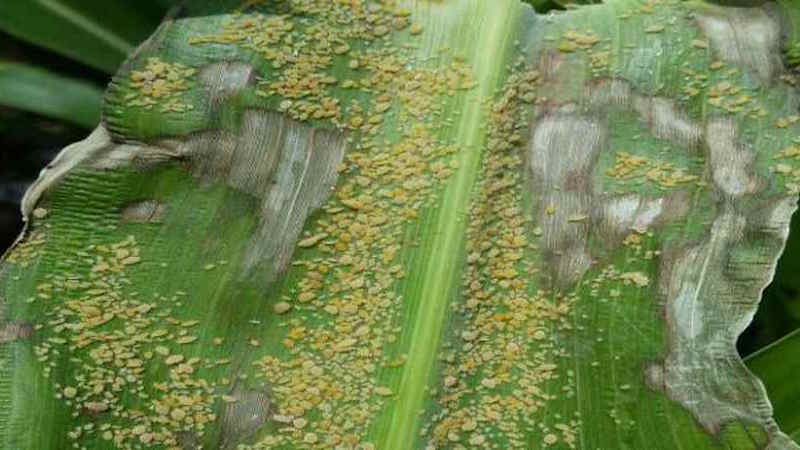 Con programa integral, Sagarpa busca controlar plaga de Pulgón Amarillo en el Istmo