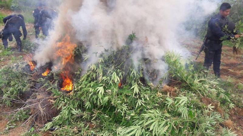 PGR Oaxaca destruye dos plantíos de marihuana