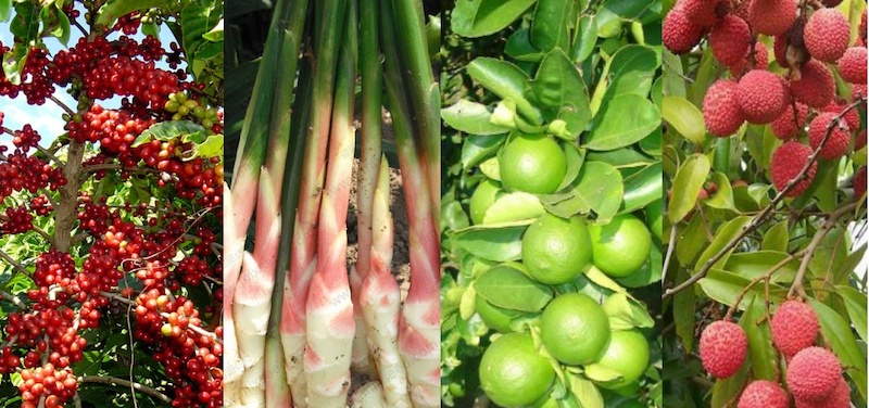 La Cuenca, región prodigiosa de Oaxaca con presencia en el mundo