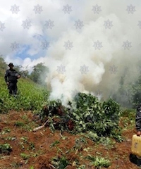 Dos plantíos de marihuana destruidos durante un operativo coordinado en Ejutla