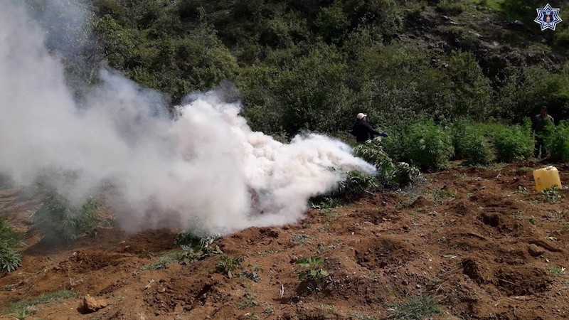 Fuerzas Estatales destruyen plantío de marihuana durante un operativo coordinado