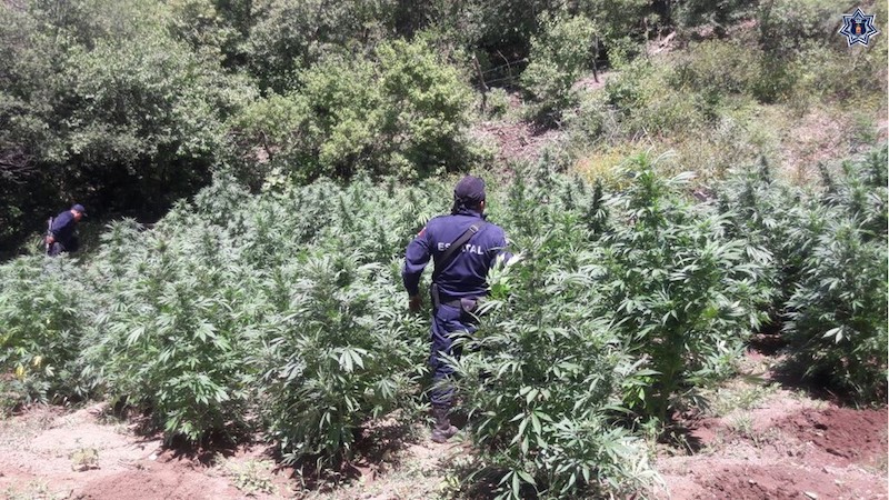 Tres plantíos de marihuana fueron destruidos en un operativo coordinado: SSPO