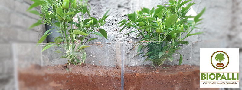 Biopalli, un fertilizante orgánico hecho con nopal