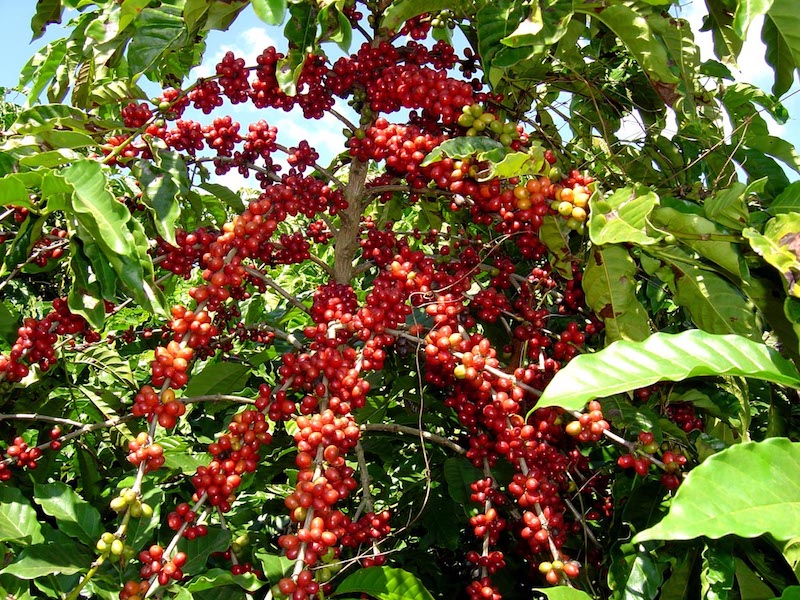 Aniquila roya del café economía de familias indígenas en la Chinantla