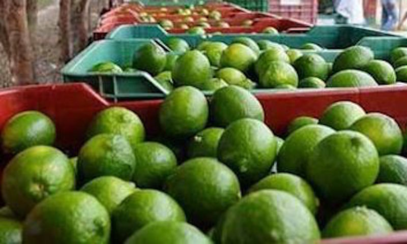 Buena la producción de limón en la Cuenca, los precios no tanto: Productores