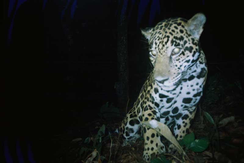 Preocupa posible reducción de población de jaguares en la Cuenca