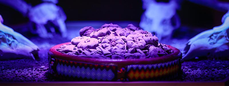 Las culturas de un cactus sagrado: el peyote