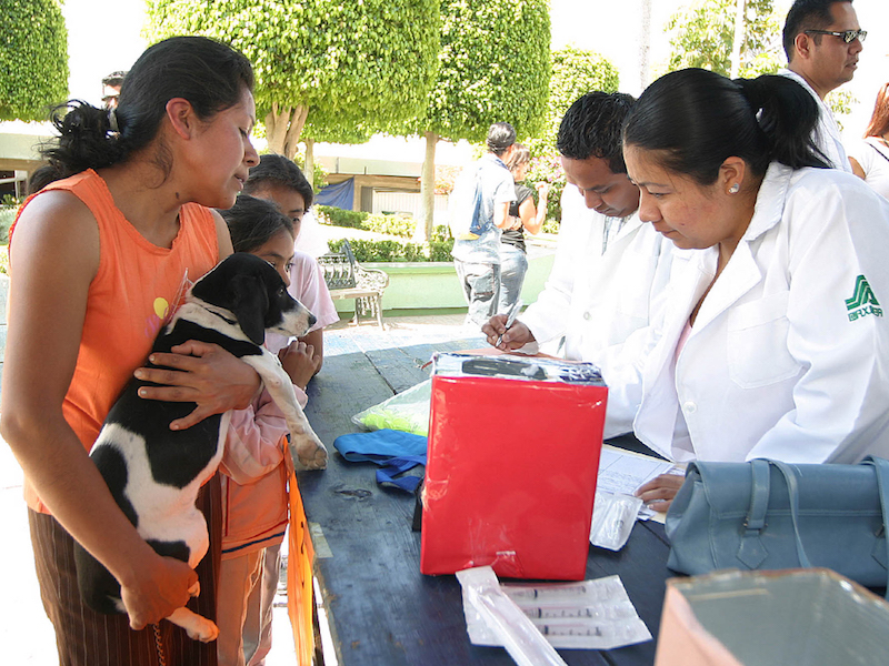 Inmuniza SSO a 621 mil 840 perros y gatos contra la rabia
