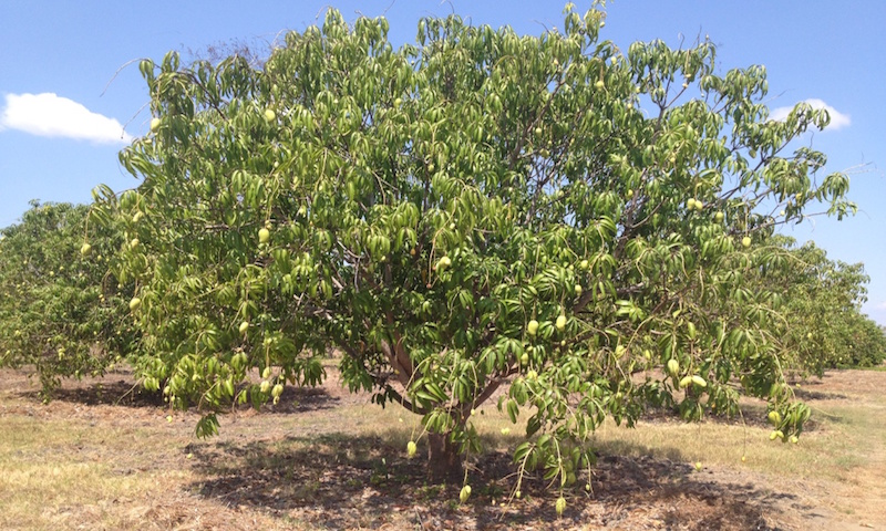 Actividad minera, un peligro para la producción de mango en Oaxaca