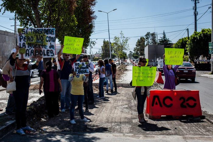 Se oponen colonos a tala de 376 árboles; autoridades prometen trasplantarlos