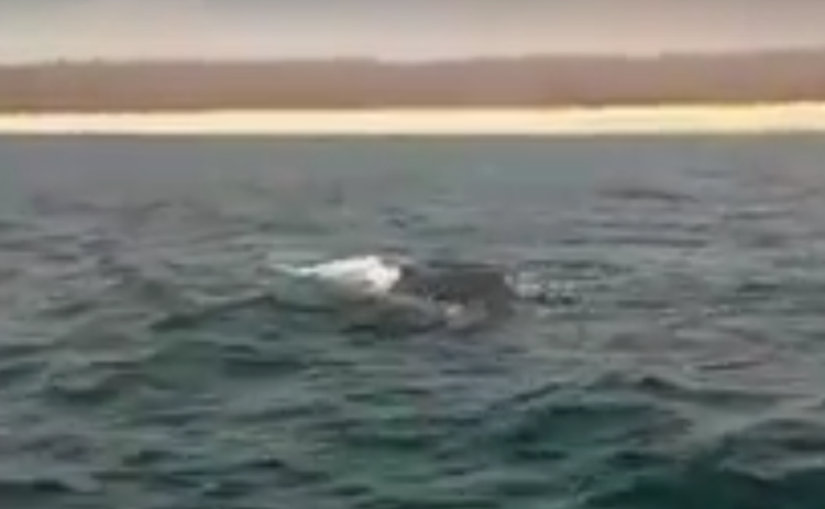 En aguas marinas de Oaxaca nació ballenato
