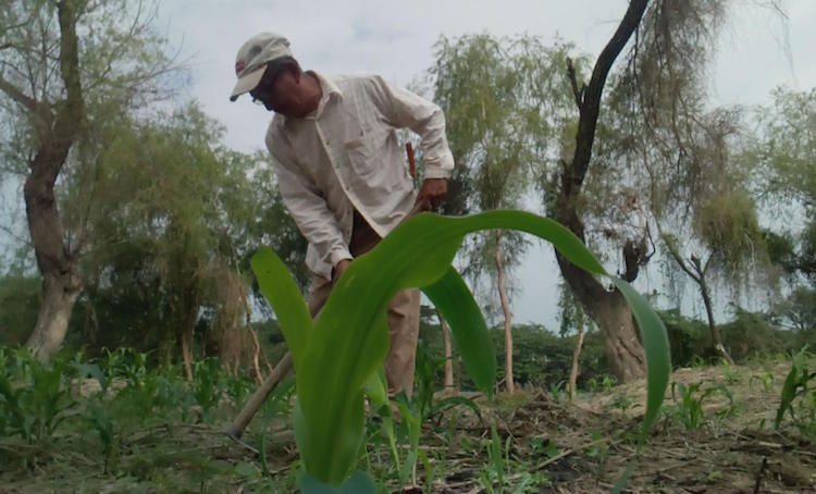 Federación abandonó a productores y al campo tuxtepecano; Sagarpa y Sedesol hicieron oídos sordos