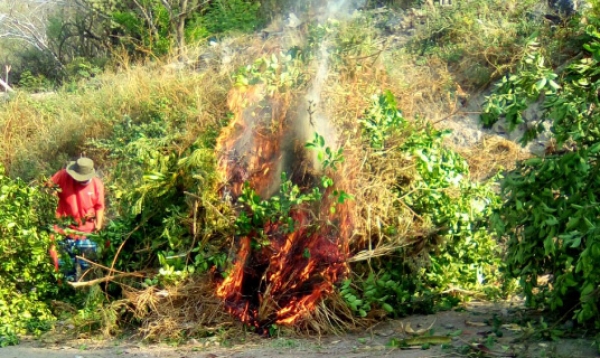 Detectan presencia de HLB en limoneros de Tecomavaca, Cuicatlán y Los Cués